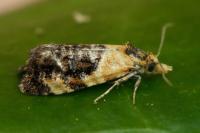 Phtheochroa purpuratella