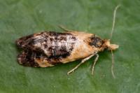 Phtheochroa purpuratella
