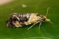 Phtheochroa purpuratella