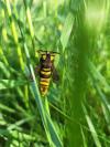 Sesia apiformis