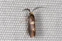 Incurvaria masculella