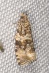 Celypha lacunana