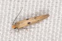 Tinea trinotella