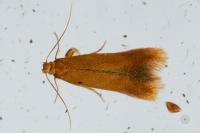 Tischeria
