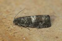 Pammene obscurana