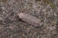 Platyedra subcinerea