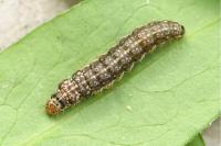 Anchinia cristalis