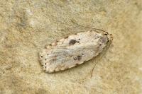 Agonopterix arenella