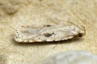 Agonopterix arenella