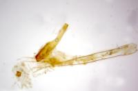 Teleiopsis diffinis