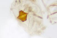 Teleiopsis diffinis