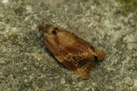 Ditula angustiorana