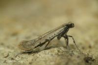 Aspilapteryx tringipennella