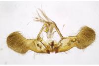 Epiblema cirsiana
