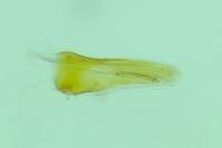 Epiblema cirsiana