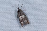 Epiblema cirsiana