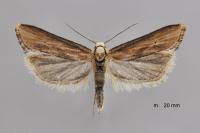 Cochylimorpha decolorella