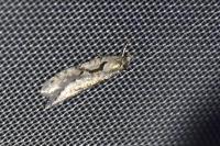 Semioscopis steinkellneriana