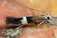Aproaerema polychromella