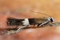 Aproaerema polychromella