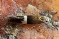 Aproaerema polychromella