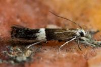 Aproaerema polychromella