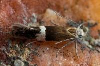 Aproaerema polychromella