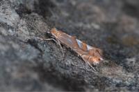 Phyllonorycter belotella