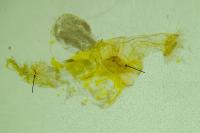 Phyllonorycter belotella