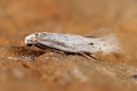 Elachista dispunctella