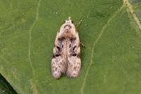 Altenia scriptella