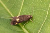 Borkhausenia minutella