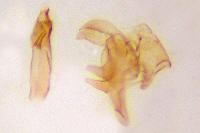 Metzneria aprilella
