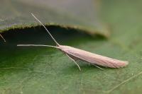 Coleophora lassella