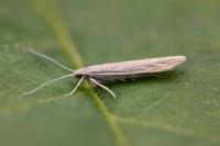 Coleophora lassella