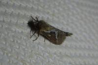 Korscheltellus lupulinus