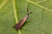 Coleophora mayrella