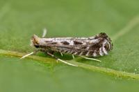 Parornix torquillella