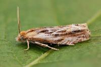 Eucosma cana