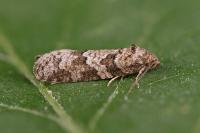 Cnephasia stephensiana