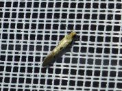 Tinea trinotella