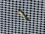 Tinea trinotella