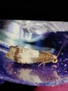 Notocelia cynosbatella