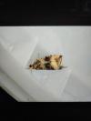 Celypha lacunana