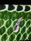 Monopis weaverella