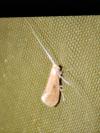 Nematopogon