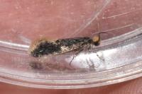Monopis weaverella