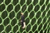 Monopis weaverella