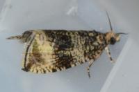Celypha lacunana
