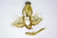 Clepsis unicolorana